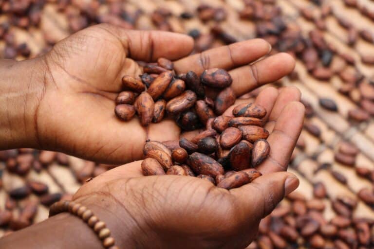 cacao beans benefits