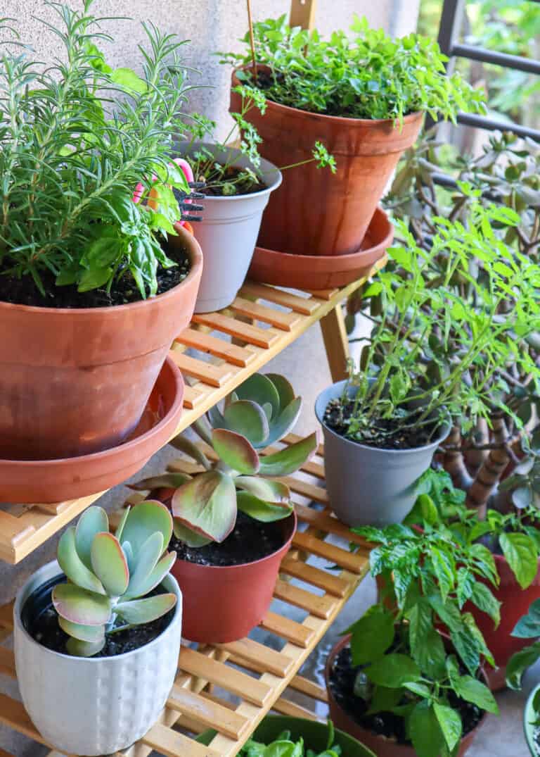 outdoor vegetable garden