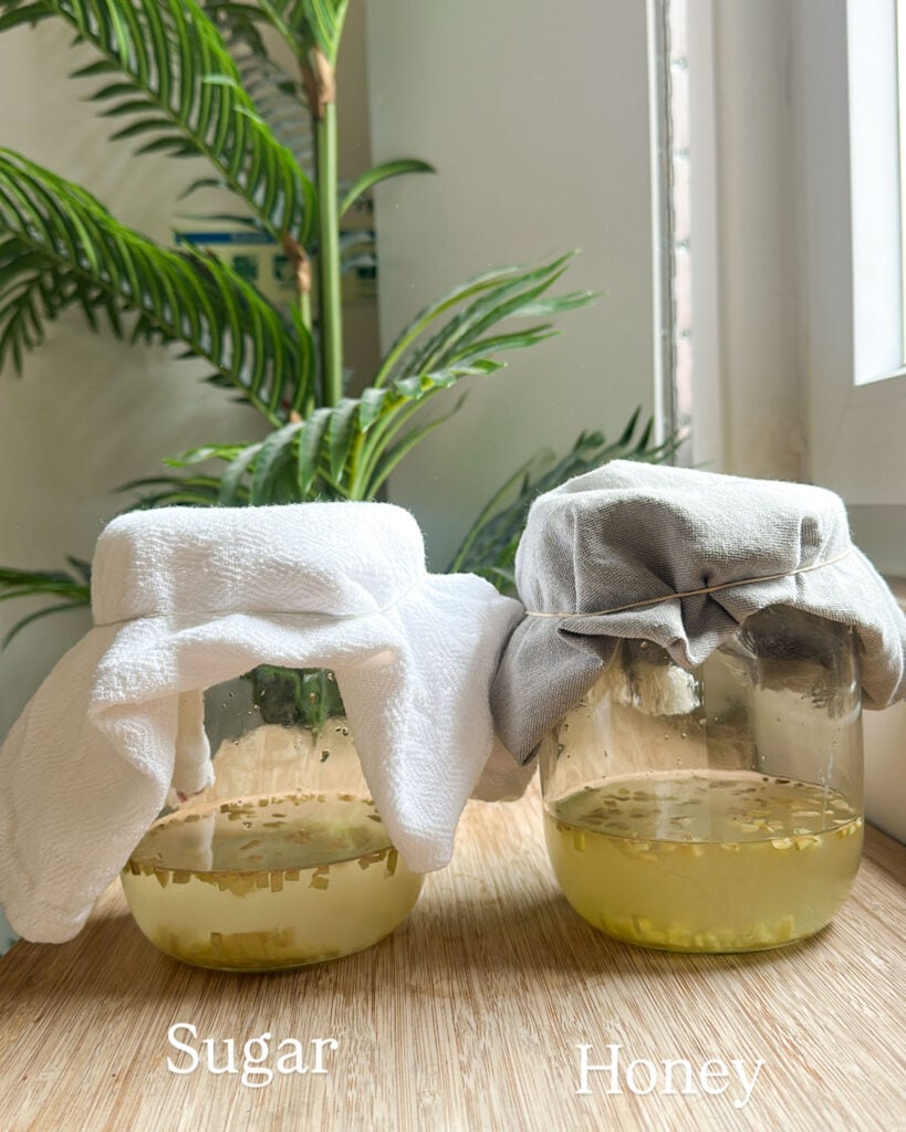 two jars covered with a cloth of ginger bug to the left is one made with sugar and the right is one made with honey