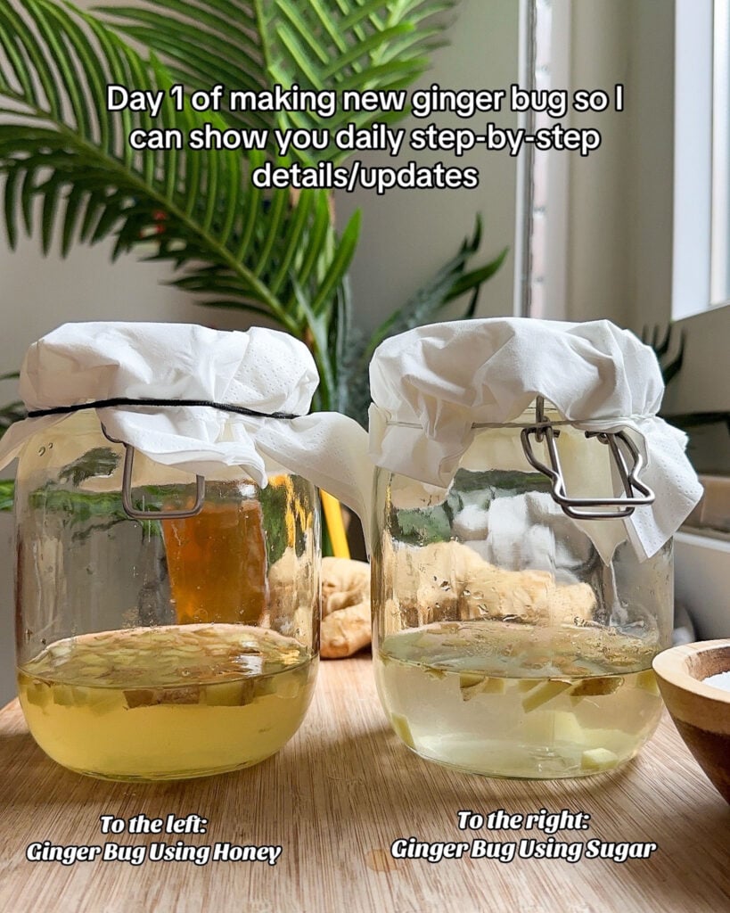 Day 1 of making ginger bug one with sugar one with honey