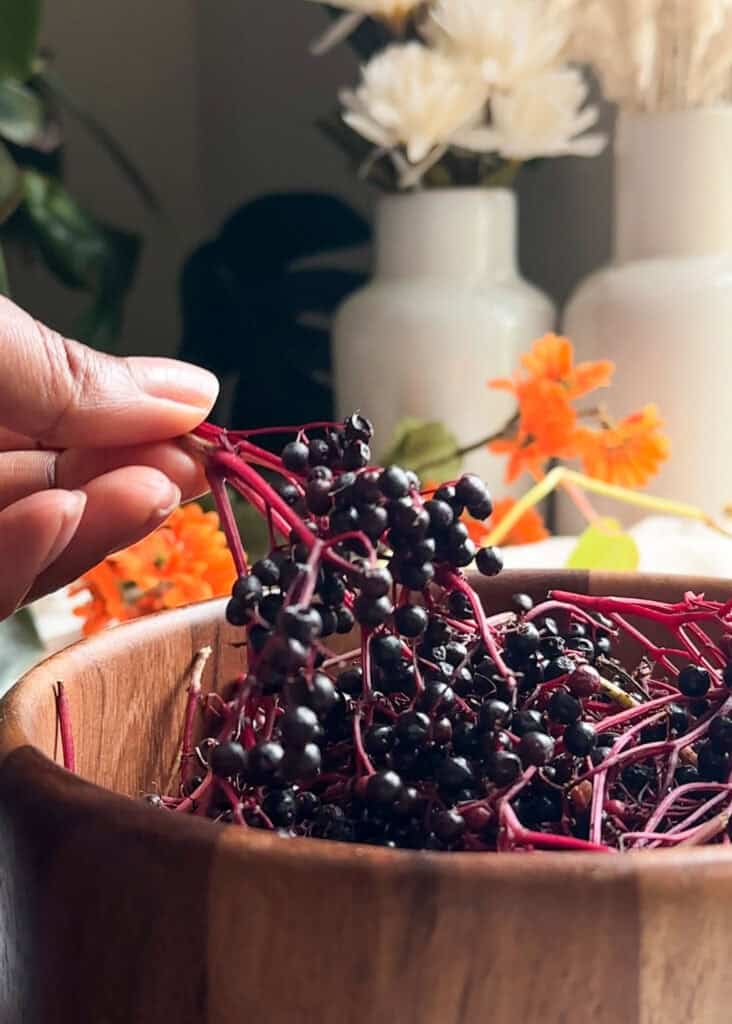 fresh elderberries